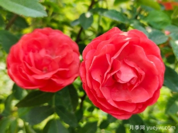 木香花，紅黃橙白木香，爬藤界的鼻祖