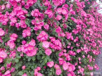 哪里有藤本月季花木賣？哪有大型爬藤月季基地？