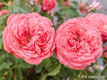 可以送33朵玫瑰花嗎？有什么意思