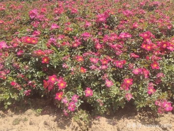 月季盆栽土壤保持適宜濕度的4大好處，附帶3種檢測(cè)方法