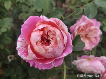 推薦4款歐月月季，顏值擔(dān)當(dāng)，抗病好養(yǎng)