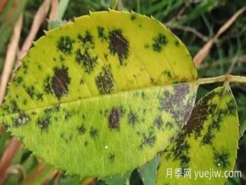 月季黑斑病如何根治？有什么藥治？