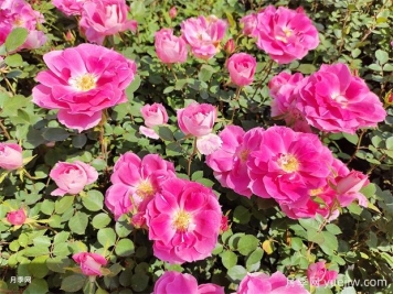 月季花不好養(yǎng)！那是因為你沒有掌握這幾個方法
