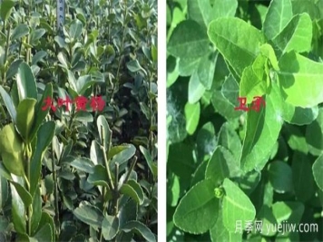 黃楊和衛(wèi)矛如何區(qū)分，教你幾招