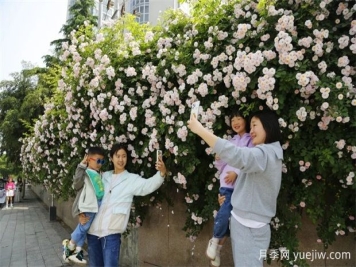 南陽(yáng)薔薇花開(kāi)的時(shí)節(jié)滿城春