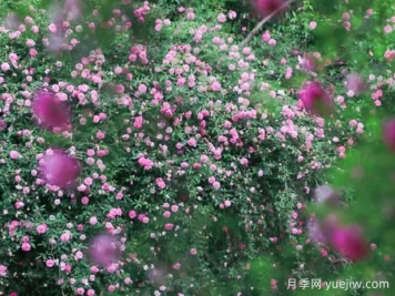 無(wú)錫的薔薇開(kāi)好了，快來(lái)打卡！