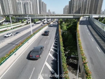 鄭州月季：花開鄭好景如畫，高架月季香滿城