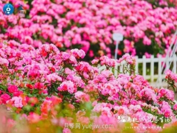 杭州滿城繁花，500萬(wàn)株月季競(jìng)相綻放的極致浪漫