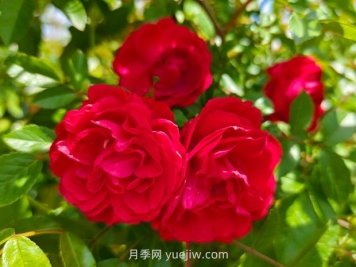 月季紅木香爆花機器，花艷麗花量大花期長