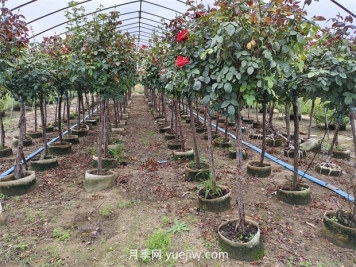 苗木分級怎么分？都有哪些等級？