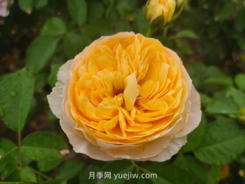 從一萬種月季花中精選這10種，你喜歡嗎？