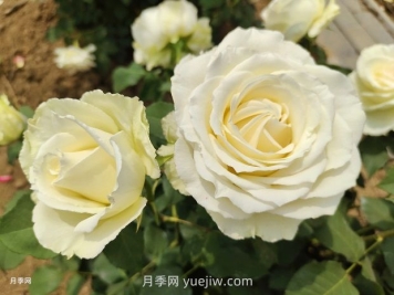 月季有紅蜘蛛，一勺洗潔精兌水居然能搞定