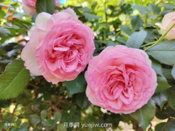 月季花園，美到讓人窒息！