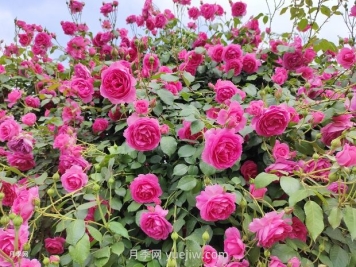 春天月季花敗后，如何掌握快速復(fù)花技巧？
