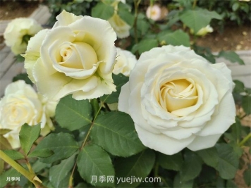 月季花怎么快速復(fù)花？6個技巧讓月季快速復(fù)花