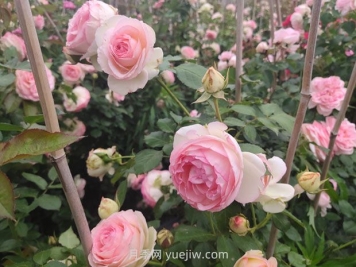 月季長花苞后，花多多和磷酸二氫鉀怎樣用？