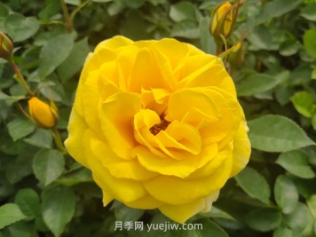 大花月季與豐花月季有什么不同？