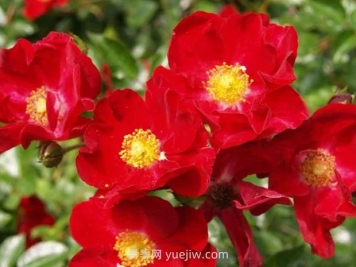 紅色天鵝絨地毯優(yōu)缺點(diǎn)，適合華南的耐濕熱月季