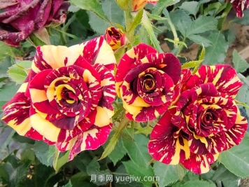 月季基本養(yǎng)護要點：通風、光照、澆水