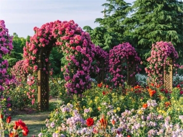 月季天花板，上海濱江森林公園浪漫的月季花墻盛開