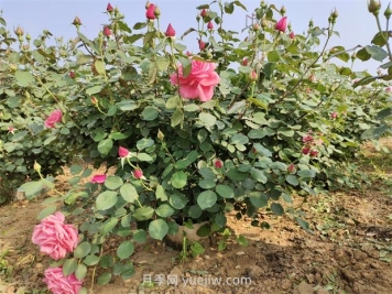 5月養(yǎng)月季如何做？虐一虐，花芽多開花早