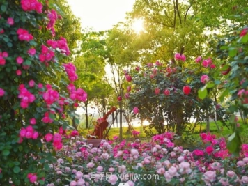 上海前灘休閑公園，月季花海盛景等你賞