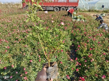 苗木反季節(jié)栽植技術要點
