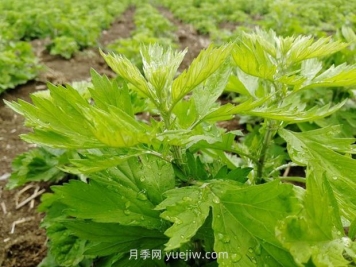 加快南陽(yáng)艾產(chǎn)業(yè)標(biāo)準(zhǔn)化規(guī)范化發(fā)展，訪艾葉攻關(guān)組組長(zhǎng)