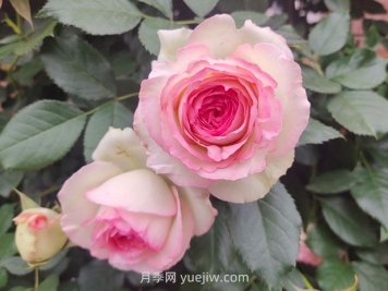 薔薇和藤蔓月季的區(qū)別？