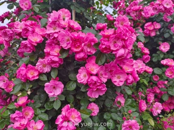 薔薇花滿架  不語(yǔ)也傾城