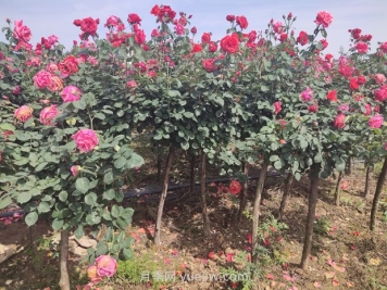 新植苗木的夏季養(yǎng)護管理