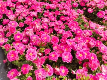 美植袋月季大苗批發(fā)，精品仙境抗病強(qiáng)花期長(zhǎng)