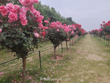 樹樁月季移植之后，先搭支撐還是先澆水？