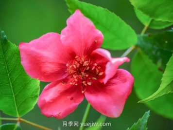 亮葉月季與常見月季有何不同？