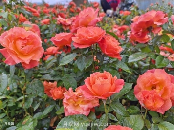 紅從容月季，花型美抗性佳，花色漸變美化花壇