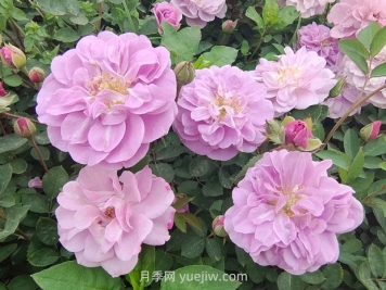 藍(lán)色陰雨月季的優(yōu)缺點(diǎn)是什么？有哪些？藍(lán)色陰雨月季生長(zhǎng)條件？