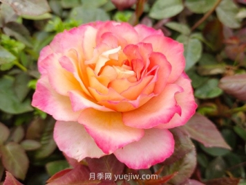 月季花的花語和寓意是什么？