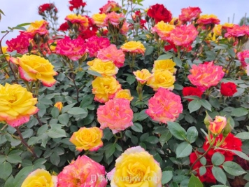藤彩虹月季幾月開花？