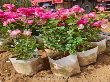 月季種植需要提前準備什么？