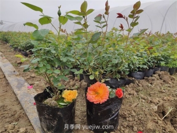 月季花怎么繁殖？