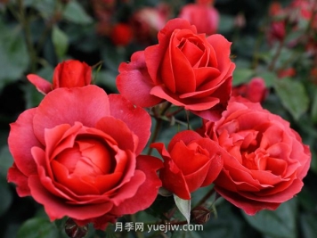 月季和薔薇有什么區(qū)別？