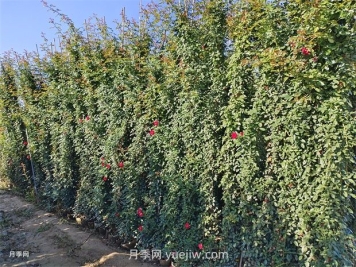 薔薇和藤本月季哪個比較好養(yǎng)？