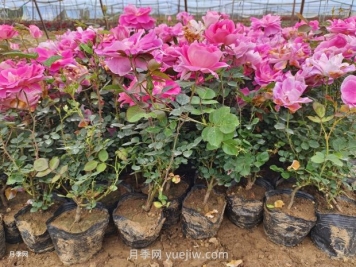 月季花怎么種？