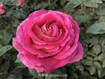 月季花和玫瑰花有什么區(qū)別？