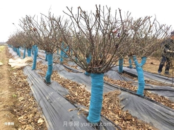 月季花冬天能移栽活嗎？