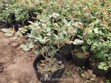 月季花什么時(shí)候移栽比較好？