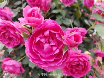 月季幾月份開花？