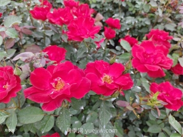 紅帽子月季怎么種植？