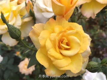 月季花好養(yǎng)嗎？
