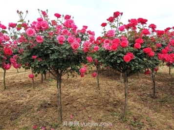 月季樹價格？